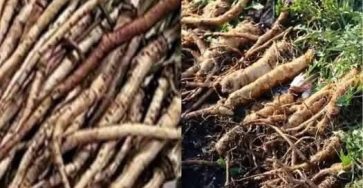 Dandelion Root Tea: The Detox Drink That Supports Liver Health and Boosts Immunity